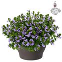 Afbeelding van Hp30 Scaevola Blue